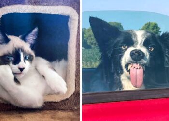 17 kõige naljakamat näoilmet: tabatud hetked teie lemmikloomade igapäevaelust