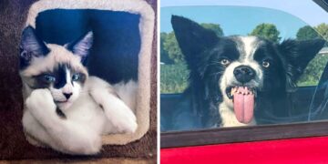 17 kõige naljakamat näoilmet: tabatud hetked teie lemmikloomade igapäevaelust