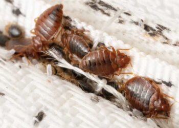 Eestlaste seas populaarne suvituskoht vaevleb lutikate ning prussakate rohkuse käes