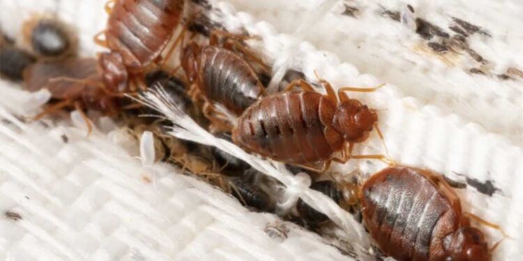 Eestlaste seas populaarne suvituskoht vaevleb lutikate ning prussakate rohkuse käes